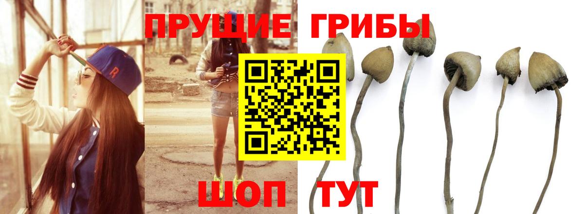 Псилоцибиновые грибы прущие грибы Нижний Тагил